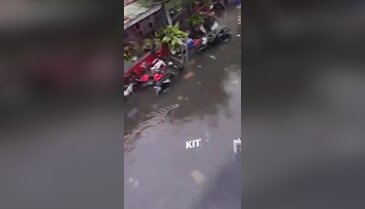 Halk diken üstünde! Sokakta 5 metrelik pitonlar görülmeye başladı