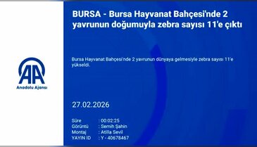 Bursa'da Güney Afrika esintileri! Sayıları artıyor