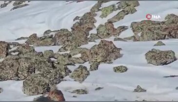 Aç kalan tilkiler yollara indi!