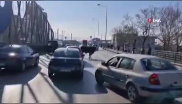 Bursa'da firari boğa ortalığı birbirine kattı! O anlar kamerada...
