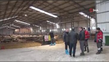 Türkiye'nin en değerli koçları rekor fiyatlara satılıyor