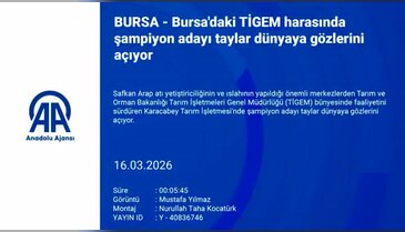 Şampiyon adayları taylar Bursa'da dünyaya geliyor
