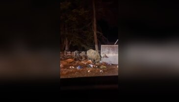 Uludağ'da ayılar kış uykusundan uyandı! Bursalı fenomen çift gözlerine inanamadı...