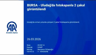 Uludağ'da yaban hayatı sürprizi! 2 çakal görüntülendi