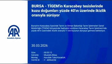 Bursa'da 7 asırlık miras sürüyor! 11 bin kuzu bekleniyor