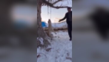 Köpeğini ağaca asıp öldürdü! Gerekçesi olaydan daha skandal