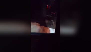 Bursa'da ayı kapıya kadar dayandı!
