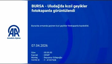 Bursa'da kızılgeyik sürüsü fotokapana yakalandı