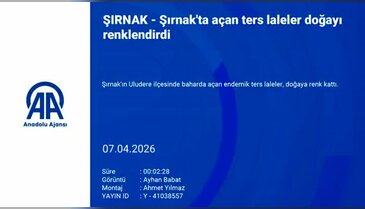 'Ağlayan gelin' olarak biliniyor! Bir aylık ömrü olan bu çiçeği koparmanın cezası 700 bin lira