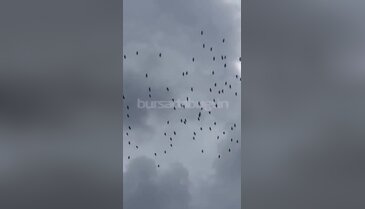 Baharın habercisi leylekler Bursa semalarında!
