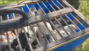Güvercinin başkentinde gökyüzünde muhteşem şov