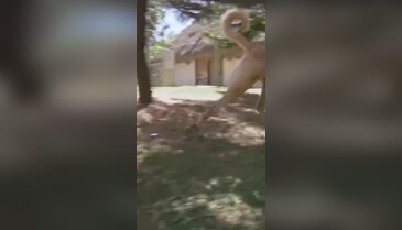 Çiftliklerine Sivas kangalı alan Filipinli aile, ilk gün şoke oldu