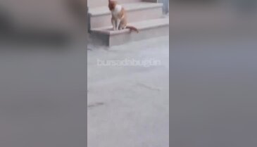 Bursa'da görenler şaşırdı! Roller tamamen değişti