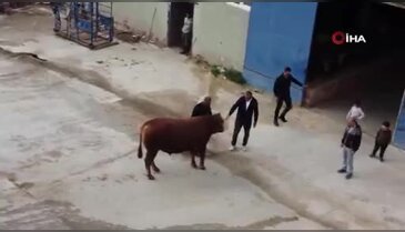 Bir ton 140 kilogramlık kurbanlık dana bakın ne kadara satıldı!