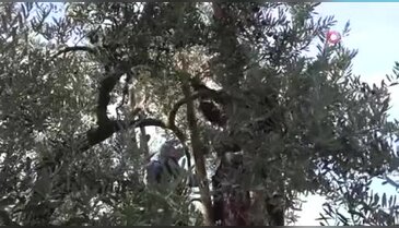 Bursa'daki kongrede açıklandı! İşte bir kilo zeytin için harcanan su miktarı...