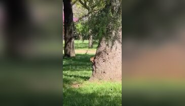 Bursa'da günün en tatlı karesi! Botanik Park'ın sevimli sakini iş başında