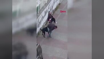 Ağızlıksız gezdirilen rottweiler, küçük ırk köpeğe saldırdı!