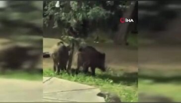 Bursa'da davetsiz misafirler piknik alanına indi! Su içip kayboldular