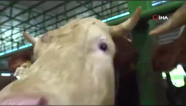 Bursa'da tüm ezberleri bozan kurbanlık! Heybeti dağ gibi ama fiyatı şaşırttı...