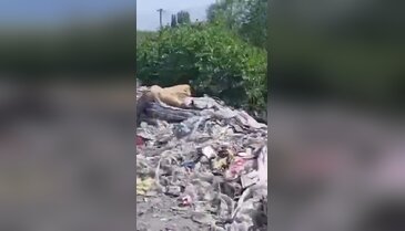 Bursa'da dere kenarı çöplüğe döndü! Vatandaş isyan etti...
