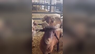 Bursa'da kurban pazarında ilginç görüntü! Görenleri hayrete düşürdü