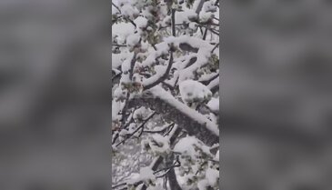 Böyle mayıs görülmedi! Bursa'nın köyleri bembeyaz oldu, çiftçi üzgün