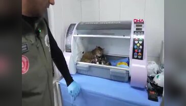 Bursa'da iç ısıtan anlar! İki yavrusu olan kedi 3 yavruya da sütannelik yapıyor