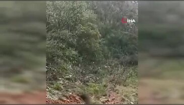 Bursa'da yol kenarında görüldü! Kısa süreli panik...