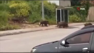 Bursa'da domuz sürüsü şehir merkezinde!