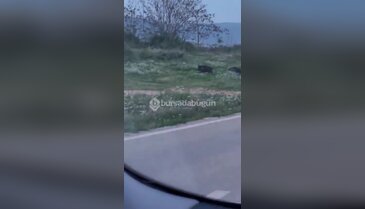 Bursa'da şehir merkezine kadar indiler! Dikkatli olun...