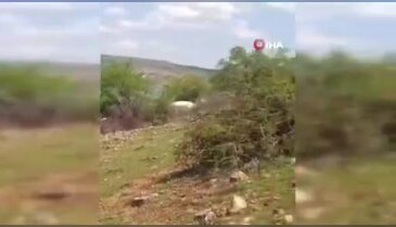 Doğada nadiren görülüyor! Sürünün arasına karıştı, çobanlar gördüğüne inanamadı