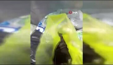Yürekleri sızlatan vicdansızlık! Yavru kedileri çöpe attılar...