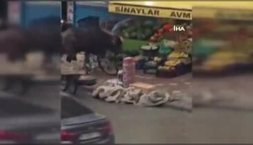 Firari manda yaşlı adamı yere savurdu! O anlar kamerada...