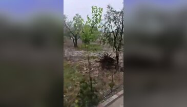 Bursa'da zeytin tarlalarını dolu vurdu! Çiçek öncesi tehlike teğet geçti...