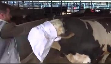 Bursa'da Kurban Pazarı hareketlendi...