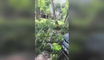 Bursa'da park halindeki araçların üzerine ağaç düştü...