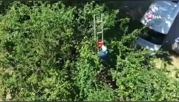 Bursa'da erik hasadı şenliğe döndü! Rekolte patladı, tarlada davul zurna çaldı!