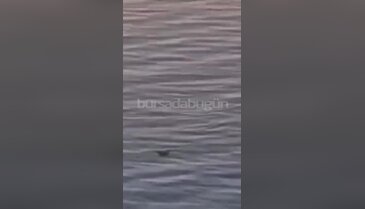 Bursa'da korkutan görüntü! Köpek balığı görüldü