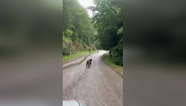 Bursa'da tedirgin eden görüntü! Bir anda yola indiler