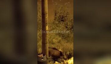 Bursa'da aç kalan domuzlar evlerin dibine kadar indi!