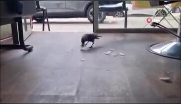 Bursa'da kuaför dükkanına her gün gelen "kahraman" karga sosyal medyada ilgi odağı oldu