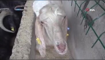 Bursa'da Kurban Pazarı hareketlendi: Rekor ağırlıkta keçi alıcı buldu!