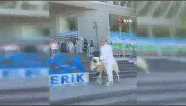 Bursa teleferiğinde koç sürprizi! Kesmeden önce gezdirdi...