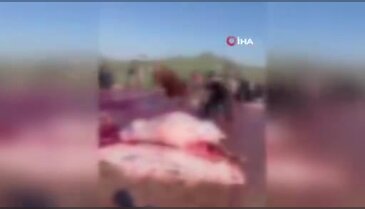 Kurbanlık dana kaçtı, o anlar kameraya yansıdı