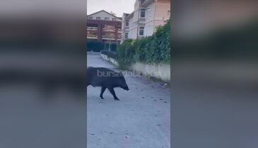 Bursa'da domuzlar merkeze kadar indi!