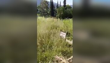 Otlar mezarlığı kapladı! Bursa'da vatandaşlar kabirleri bulmakta zorlandı...