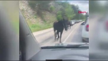 Bursa'da başıboş atlar, trafiği tehlikeye soktu