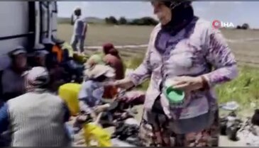 Bursa'da tarlalarında yıllardır süren gelenek! Güneşin altında saatlerce çalışıyorlar