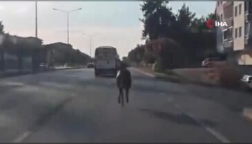 Bursa'da trafiği durduran görüntü: Ana yolda başıboş dolaştı!