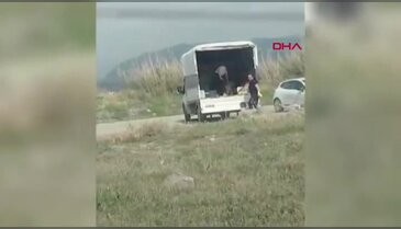 Tepki yağdı! Bir kamyonet dolusu sokak köpeğini bıraktıkları yere bakın...